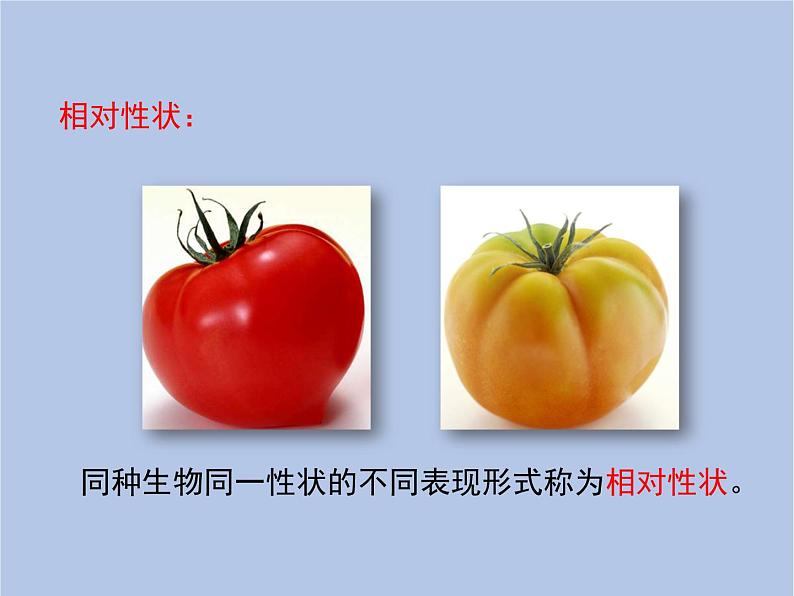 鲁科版(五四制)生物八下 8.2.3《基因控制生物的性状》课件第6页