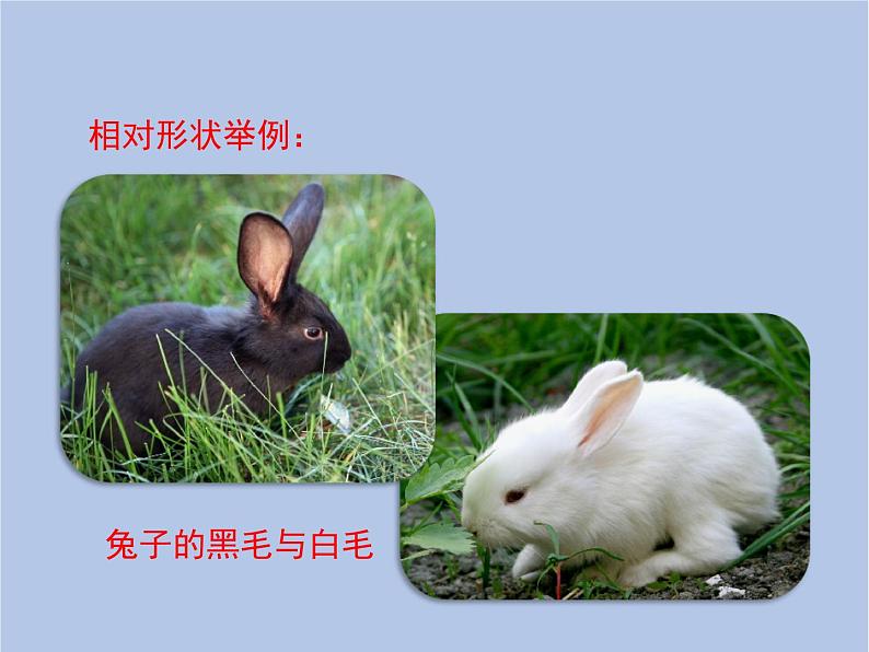 鲁科版(五四制)生物八下 8.2.3《基因控制生物的性状》课件第8页