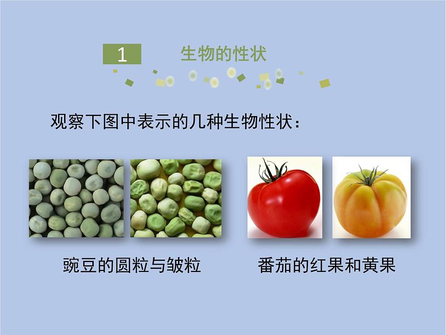 魯科版（五四制）生物八下 8.2.3《基因控制生物的性狀》課件2第6頁(yè)