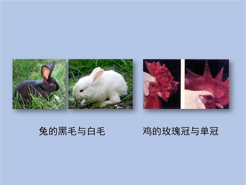 鲁科版(五四制)生物八下 8.2.2《基因控制生物的性状》课件07