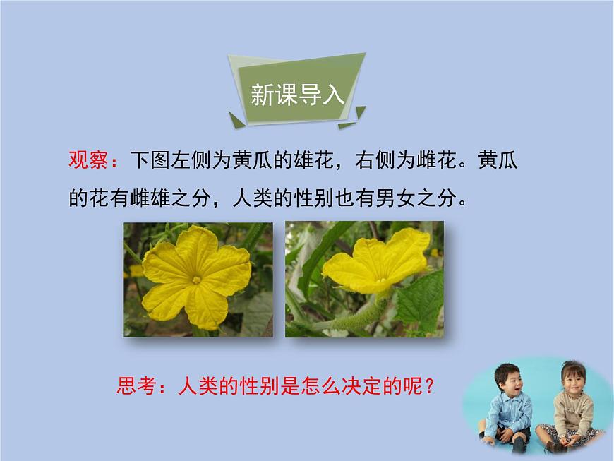 魯科版（五四制）生物八下 8.2.4《人的性別遺傳》課件1第3頁