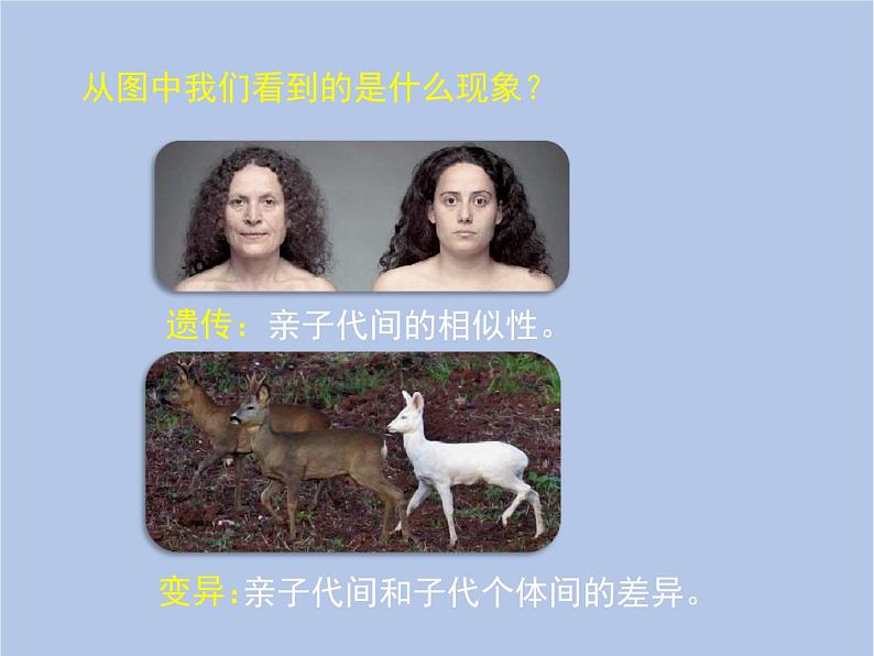 鲁科版(五四制)生物八下 8.2.5《生物的变异》课件第3页