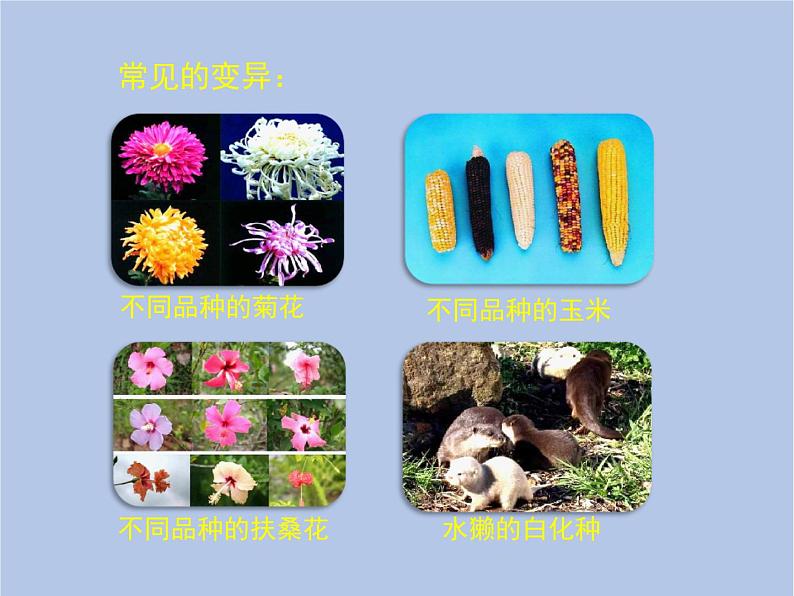 鲁科版(五四制)生物八下 8.2.5《生物的变异》课件第4页