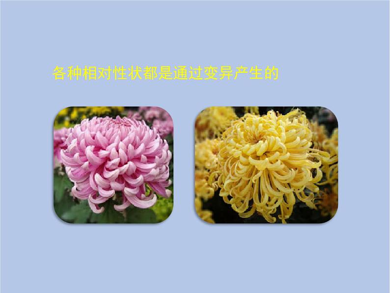 鲁科版(五四制)生物八下 8.2.5《生物的变异》课件第6页