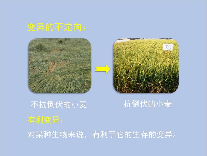 鲁科版(五四制)生物八下 8.2.5《生物的变异》课件第7页