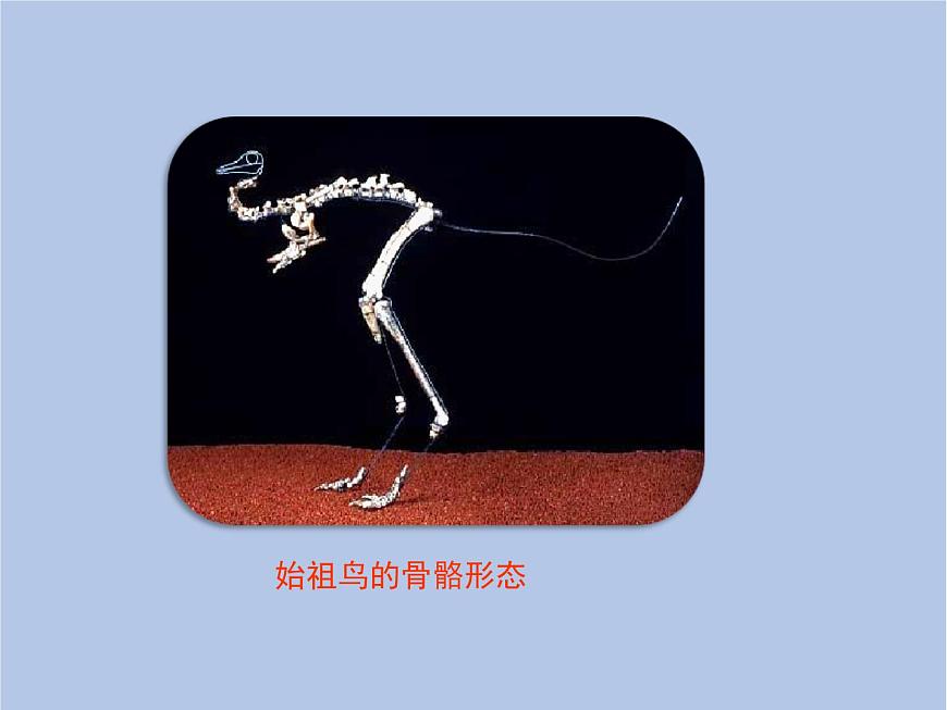 魯科版（五四制）生物八下 8.3.2《生物進(jìn)化的歷程》課件第5頁(yè)