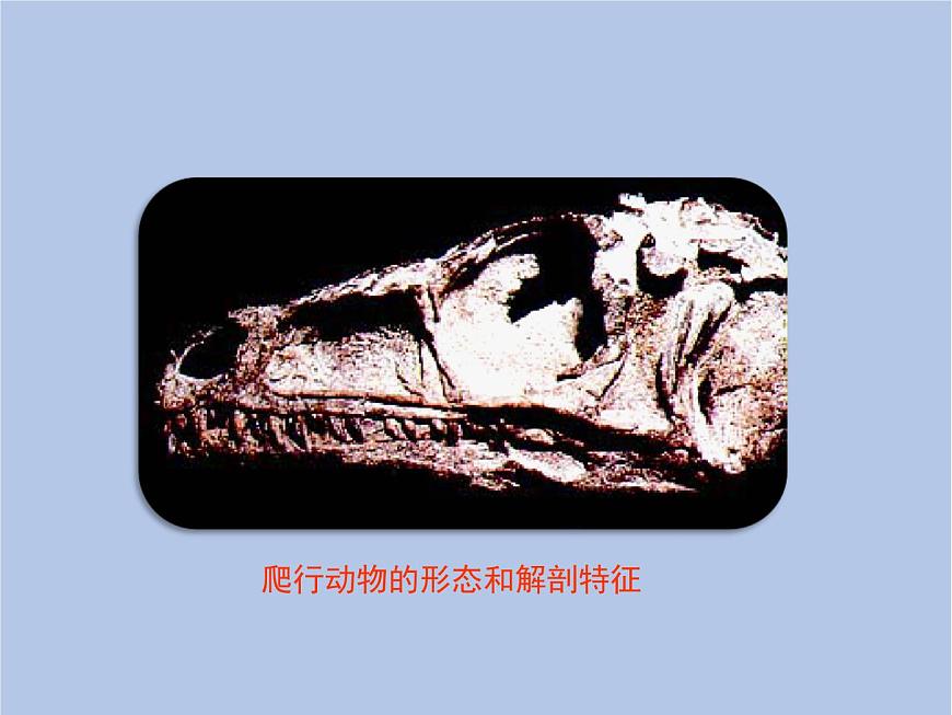 魯科版（五四制）生物八下 8.3.2《生物進(jìn)化的歷程》課件第6頁(yè)