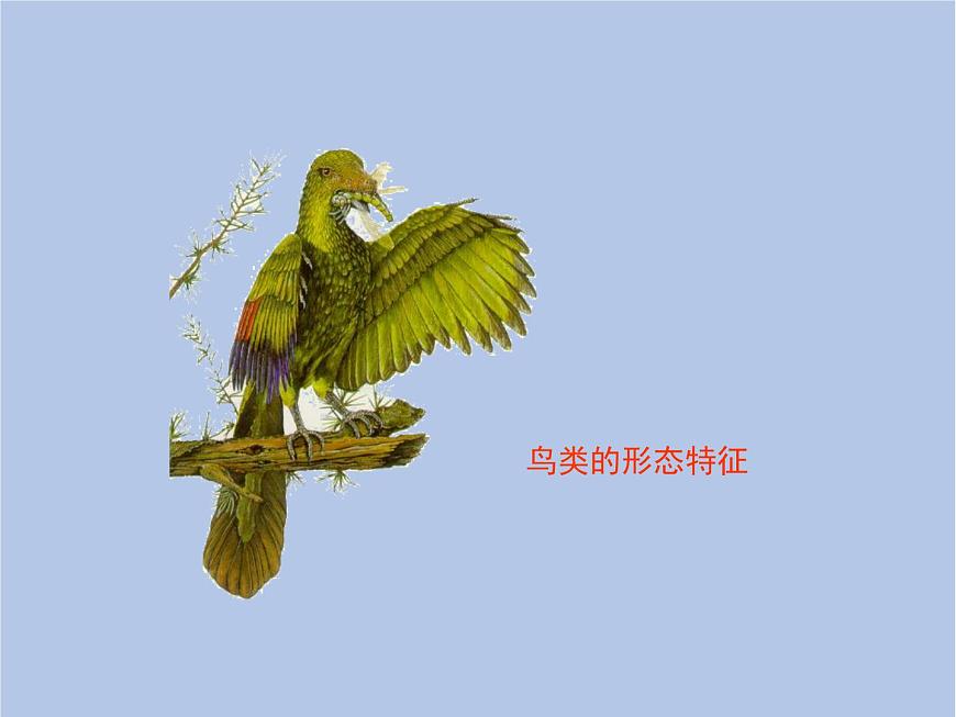 魯科版（五四制）生物八下 8.3.2《生物進(jìn)化的歷程》課件第7頁(yè)