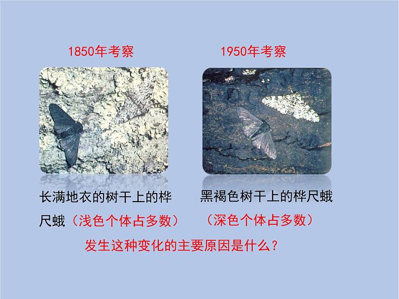 鲁科版(五四制)生物八下 8.3.3《生物进化的原因》课件04