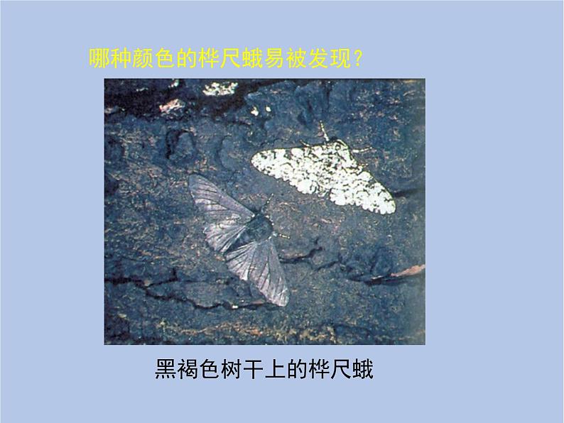 鲁科版(五四制)生物八下 8.3.3《生物进化的原因》课件06