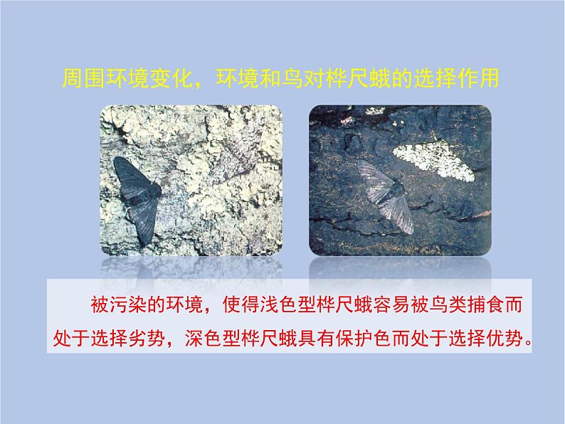 鲁科版(五四制)生物八下 8.3.3《生物进化的原因》课件07