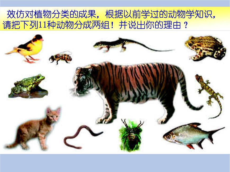 魯科版（五四制）生物八下 9.1.1《嘗試對(duì)生物進(jìn)行分類(lèi)》第二課時(shí)課件第3頁(yè)