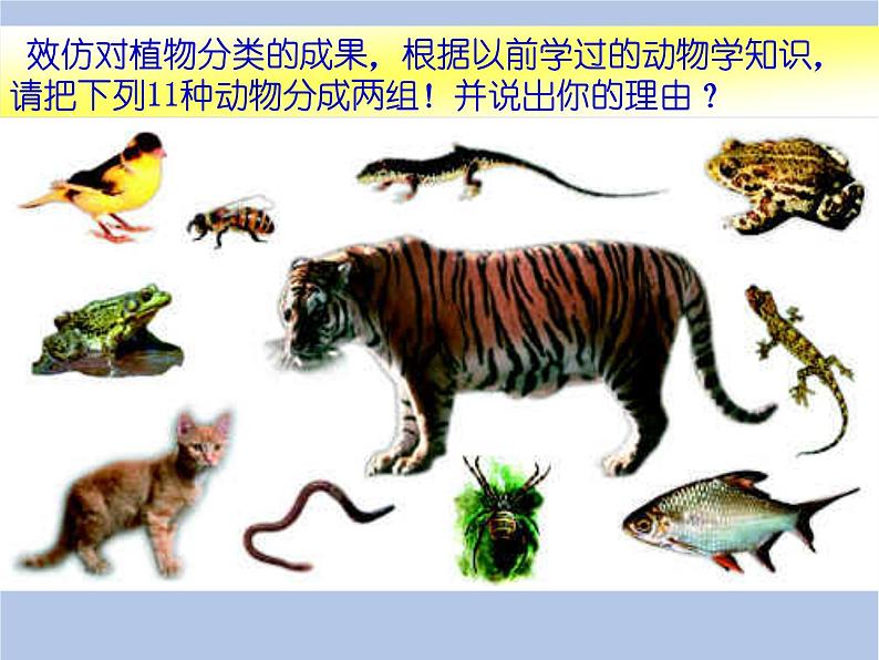 鲁科版(五四制)生物八下 9.1.1《尝试对生物进行分类》第二课时课件03