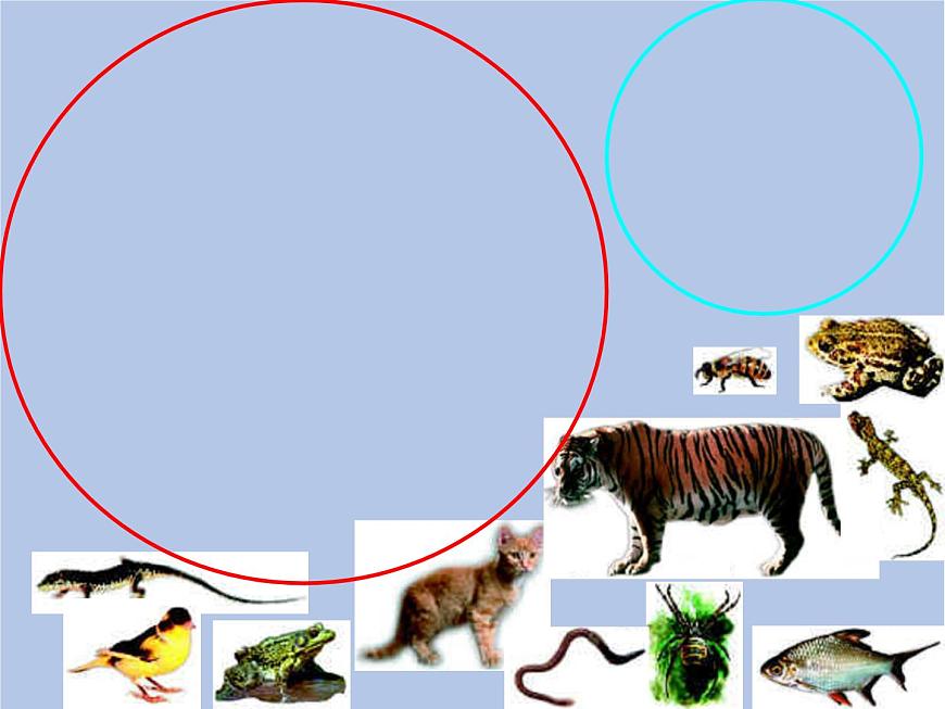 魯科版（五四制）生物八下 9.1.1《嘗試對(duì)生物進(jìn)行分類(lèi)》第二課時(shí)課件第4頁(yè)