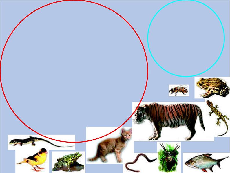 鲁科版(五四制)生物八下 9.1.1《尝试对生物进行分类》第二课时课件04
