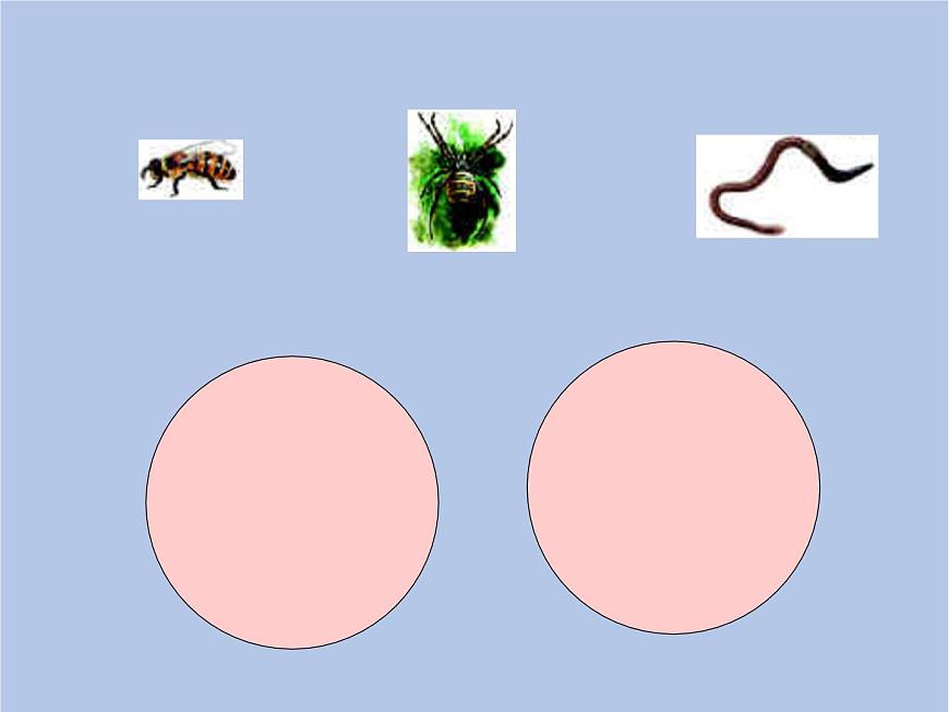 魯科版（五四制）生物八下 9.1.1《嘗試對(duì)生物進(jìn)行分類(lèi)》第二課時(shí)課件第6頁(yè)