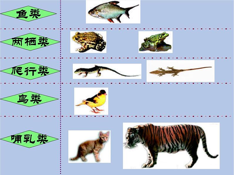鲁科版(五四制)生物八下 9.1.1《尝试对生物进行分类》第二课时课件08