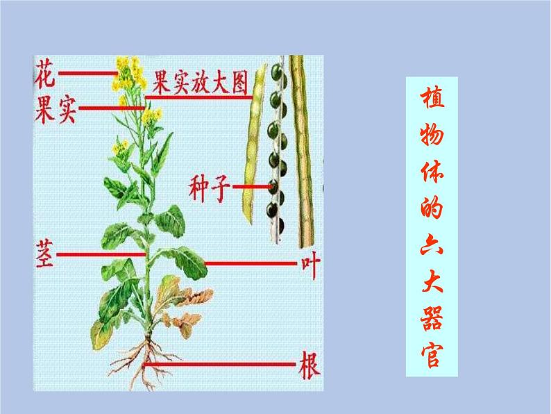 鲁科版(五四制)生物八下 9.1.1《尝试对生物进行分类》课件2第7页