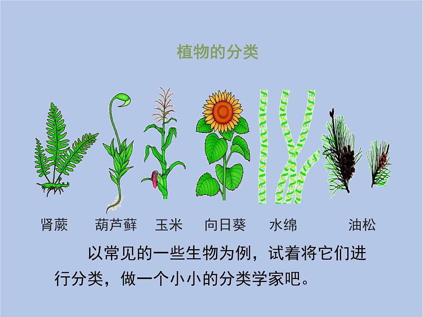 魯科版（五四制）生物八下 9.1.1《嘗試對生物進行分類》課件3第6頁