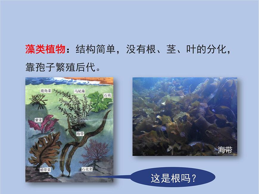 魯科版（五四制）生物八下 9.1.1《嘗試對生物進行分類》課件3第8頁