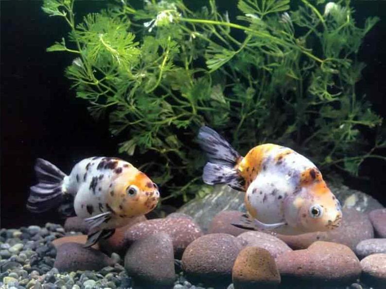 鲁科版(五四制)生物八下 9.2.1《认识生物的多样性》课件08