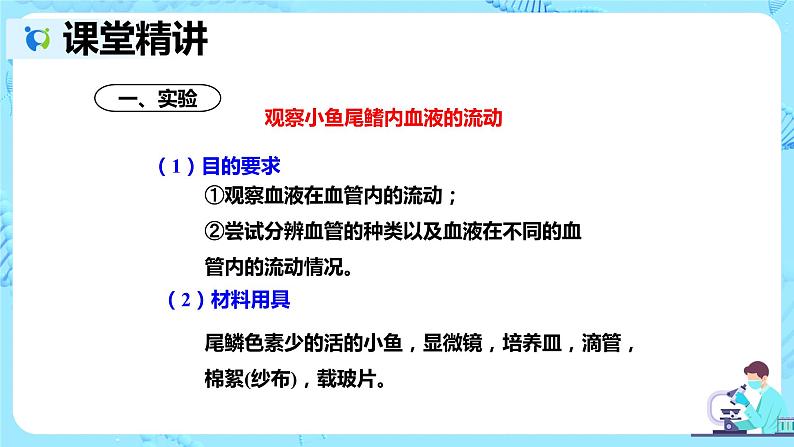人教版生物七年级下册《血流的管道——血管》课件(送教案+练习)04