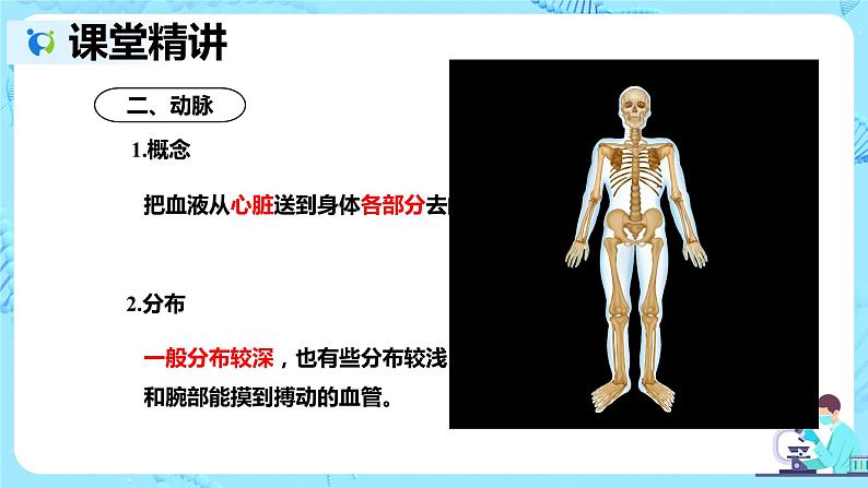 人教版生物七年级下册《血流的管道——血管》课件(送教案+练习)07
