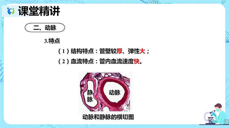 人教版生物七年级下册《血流的管道——血管》课件(送教案+练习)08