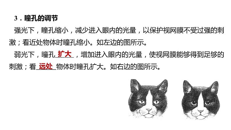 备战2022 中考生物 一轮复习 第十四讲 人体生命活动的调节 课件第6页
