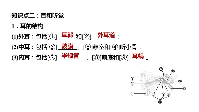 备战2022 中考生物 一轮复习 第十四讲 人体生命活动的调节 课件第8页