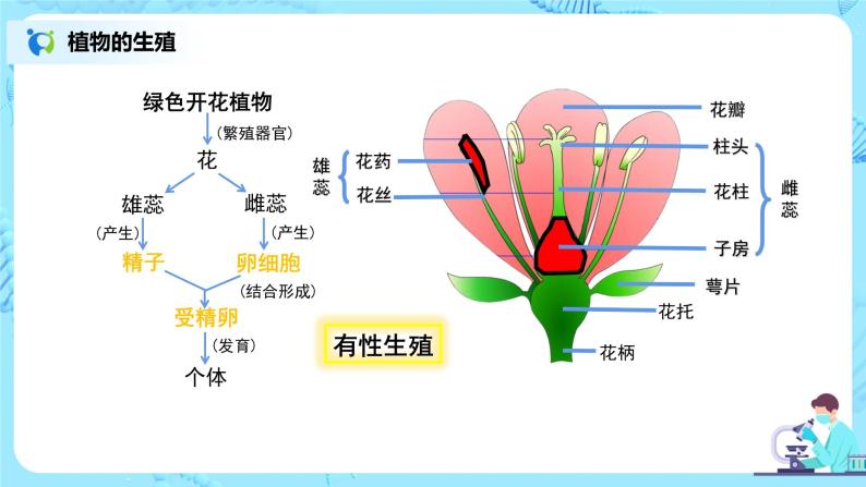 人教版（新课标）生物七下：1.2《人的生殖》（第一课时）（课件+教案+练习）07