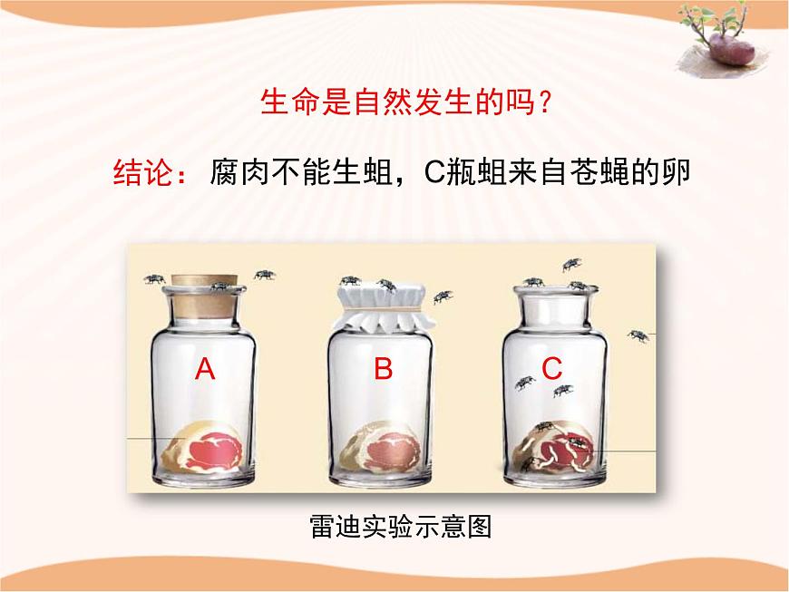 《生命的起源》課件第7頁
