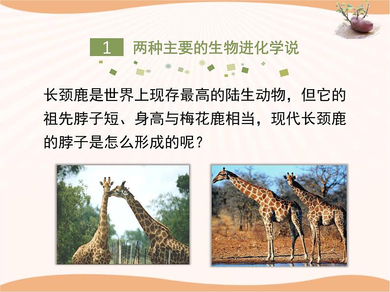 《生物的进化》第二课时 课件05