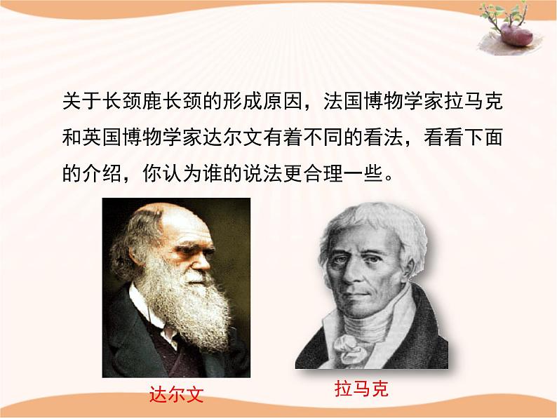 《生物的进化》第二课时 课件06