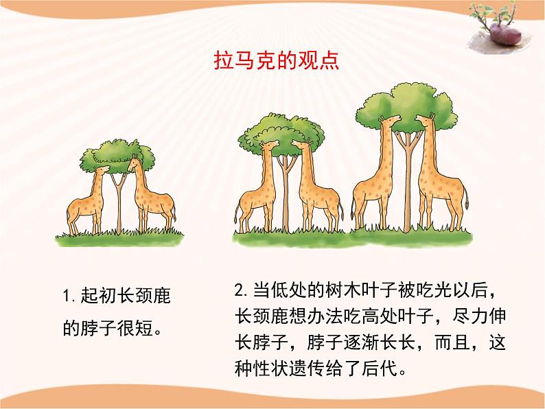 《生物的进化》第二课时 课件07