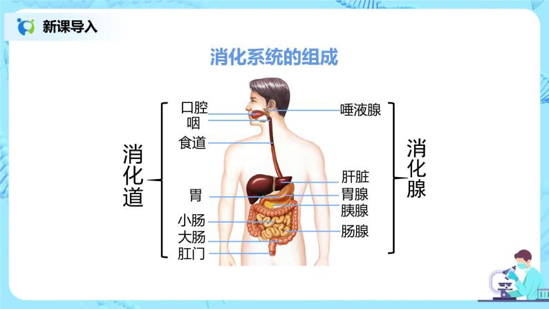 人教版（新课标）生物七下：2.2《消化和吸收》（第一课时）（课件+教案+练习）06