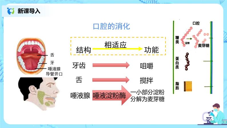 人教版（新课标）生物七下：2.2《消化和吸收》（第一课时）（课件+教案+练习）08