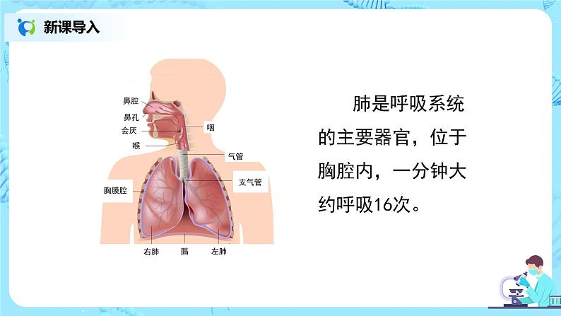 人教版(新课标)生物七下:3.2《发生在肺内的气体交换》(第一课时)(课件+教案+练习)03