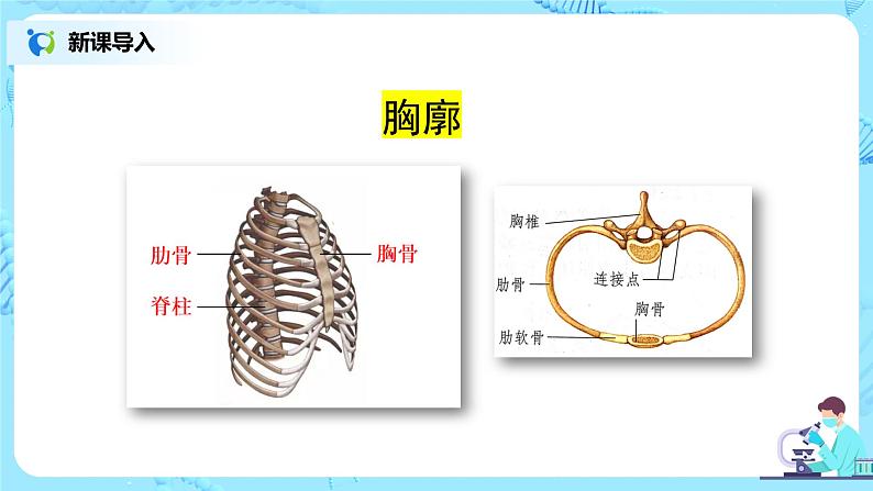 人教版(新课标)生物七下:3.2《发生在肺内的气体交换》(第一课时)(课件+教案+练习)08