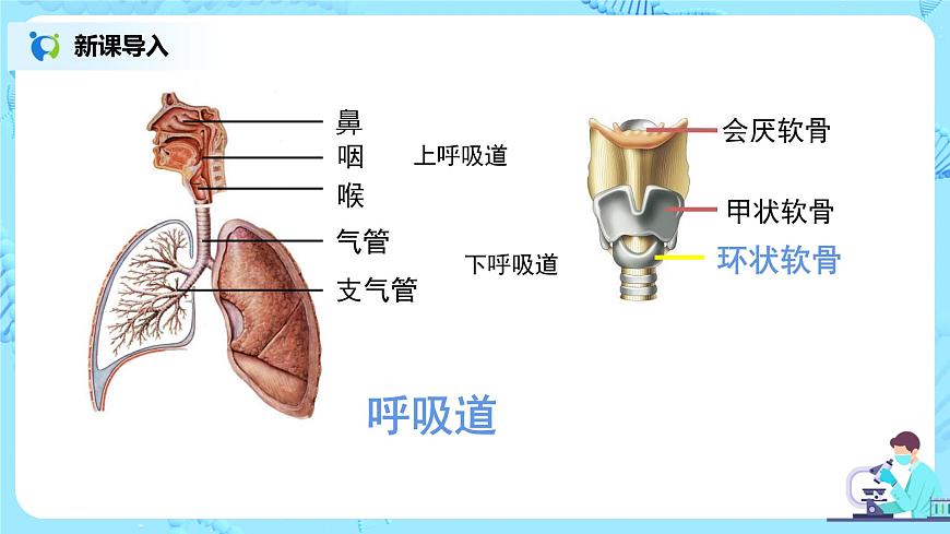 第三章《人體的呼吸》章節(jié)綜合與測試（第一課時）課件第6頁