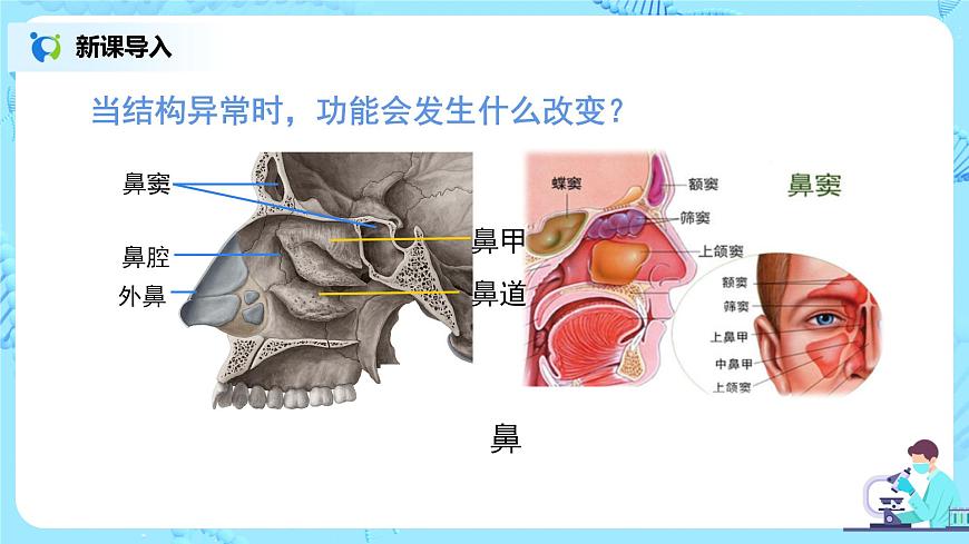 第三章《人體的呼吸》章節(jié)綜合與測試（第一課時）課件第8頁