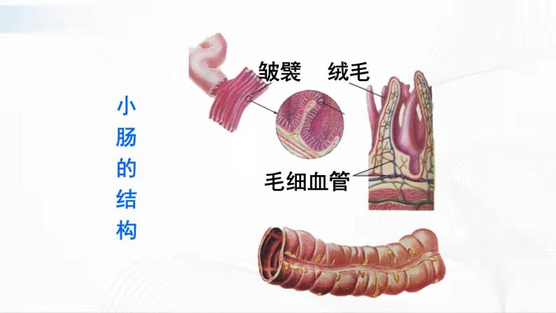 人教版生物七年级下册 4.2.2 营养物质的吸收 课件+视频素材04