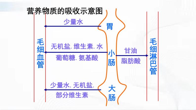 人教版生物七年级下册 4.2.2 营养物质的吸收 课件+视频素材08