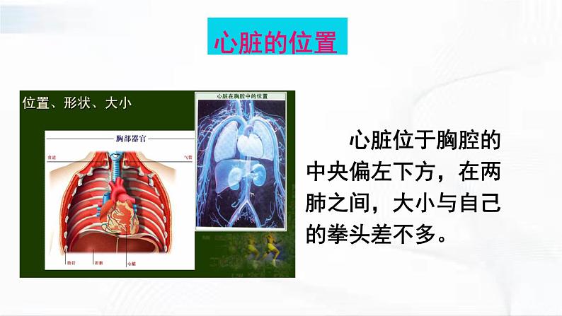 人教版生物七年级下册 4.4.3 心脏的结构和功能 课件第4页