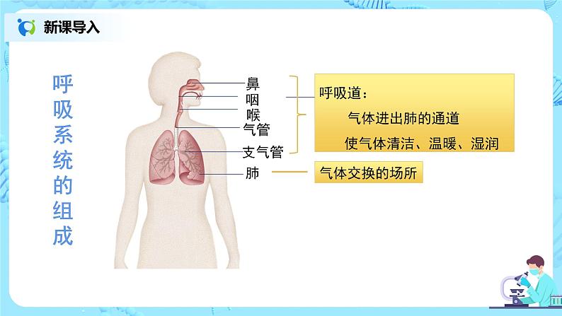 人教版(新课标)生物七下:3.2《发生在肺内的气体交换》(第二课时)(课件+教案+练习)03