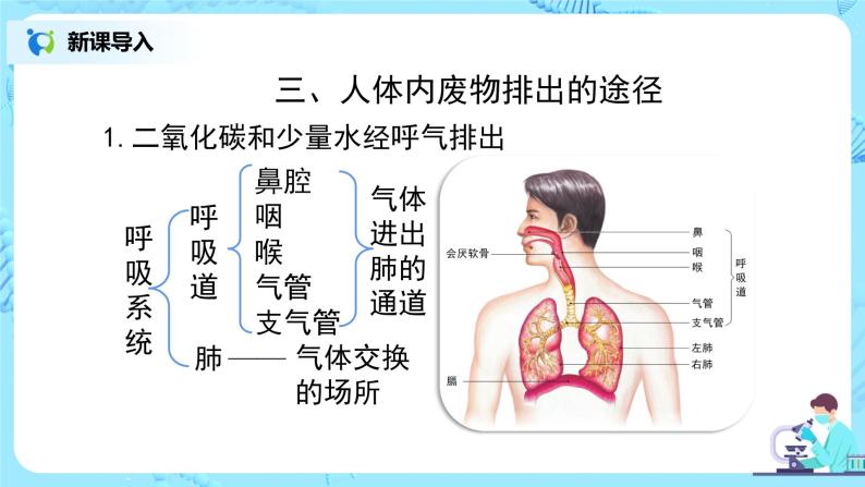 人教版（新课标）生物七下：第五章《人体内废物的排出》（第一课时）--人体内废物排出的途径（课件+教案+练习）08