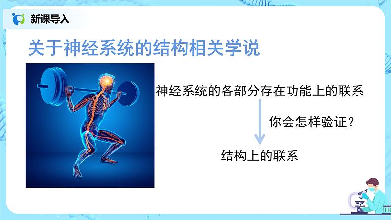 人教版(新课标)生物七下:6.2《神经系统的组成》(第一课时)(课件+教案+练习)04