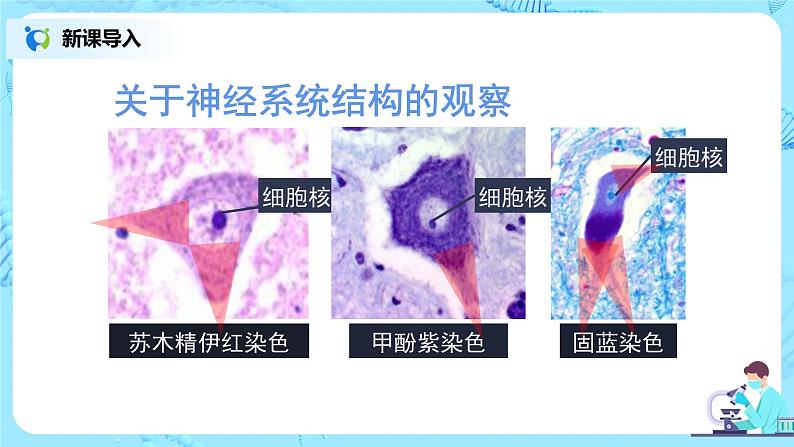 人教版(新课标)生物七下:6.2《神经系统的组成》(第一课时)(课件+教案+练习)05