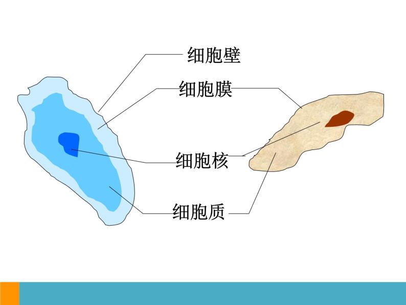 上海版八年级上册生物  2.3.2 染色体与人体性别决定 课件   (共18张PPT)02