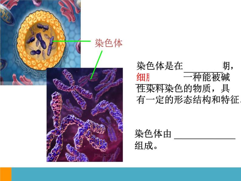 上海版八年级上册生物  2.3.2 染色体与人体性别决定 课件   (共18张PPT)03